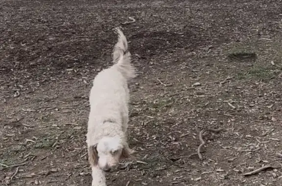 Lost female dog, Ritchie Drive, Kangaroo Flat - cream colour curly hair, one eye - photo