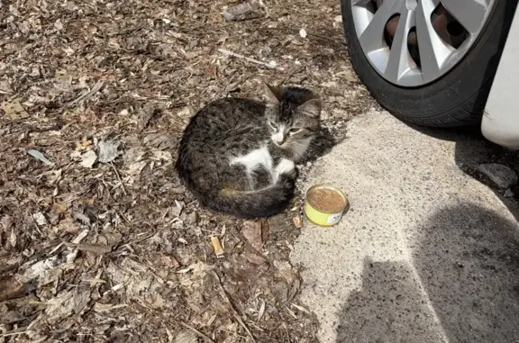 Found pets Minneapolis, photo: Found cat, West 22nd Street, Minneapolis - young, approx. 6 months