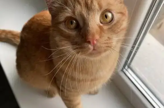 Зник кіт, чоловічий, вулиця Мрії, 11-Д, Київ - повністю рижий, молодий - photo