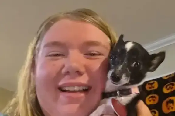 Lost Dog, South Wood Avenue, Fayetteville - Female teacup chihuahua - photo