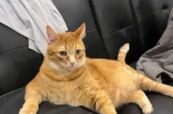 Lost female cat, Marshall Stre...