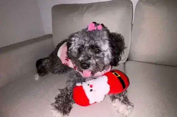 Lost female dog, Atlanta Student Movement Boulevard, Atlanta - charcoal/white with a green mark - photo