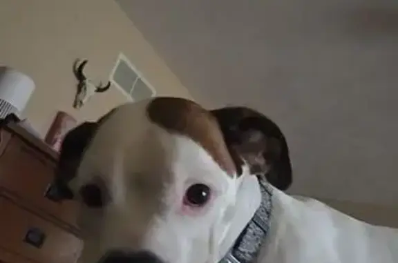 Lost Female Dog, West Deercres...