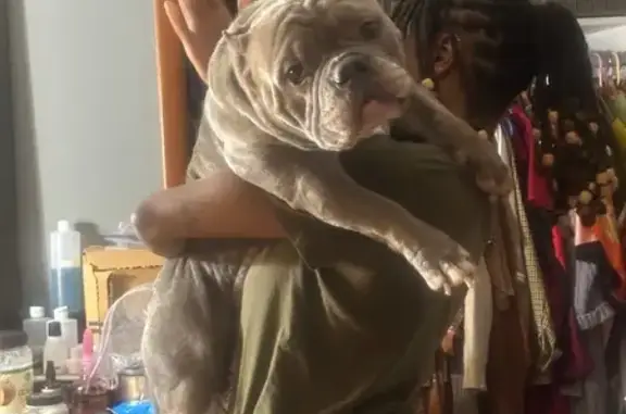 Lost Female Dog, Simmons Road,...