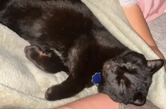 Missing cat Male, Salt Lake Ci...