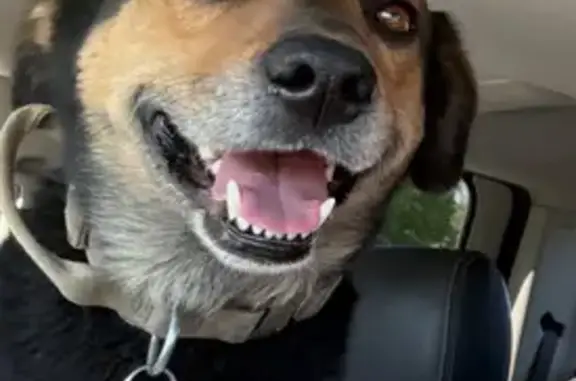 Lost male dog, CR E0440, 2099,...