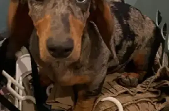 Lost male dog, Woodland Drive,...