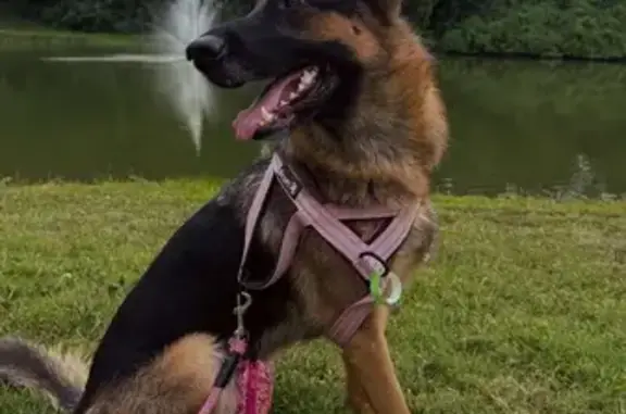 Lost female dog, Northwest 67t...