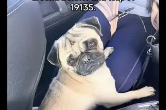 Lost dog, Tulip Street, 6117,...