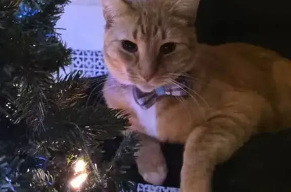 Lost male cat, East 38th Stree...