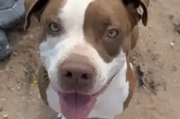 Lost male dog, West Brown Stre...