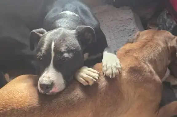 Lost Male Dog, North 22nd Stre...