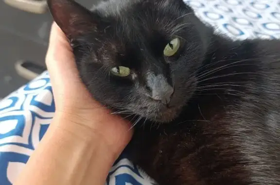 Perdido gato hembra, Calle Venustiano Carranza, S/N, Santa Maria Chimalhuacan - delgada con colmillo salido - photo