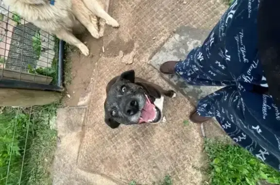 Missing dog Female, Ballard (u...