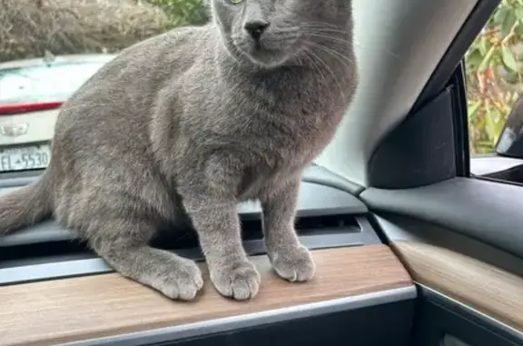 Lost male cat, Glover Street,...