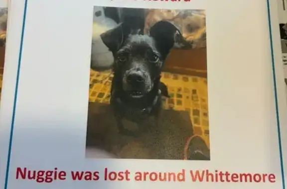 Lost male dog, Whittemore Bran...