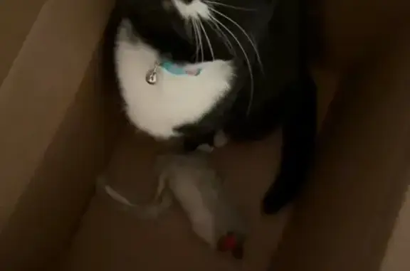 Missing cat Female, Ames (usl5...