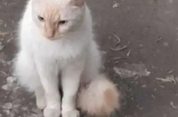 Gato encontrado (brf002631)