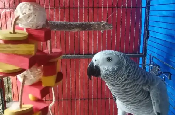 Lost female bird, Rasok Drive, Singapore - grey body with bright red tail - photo