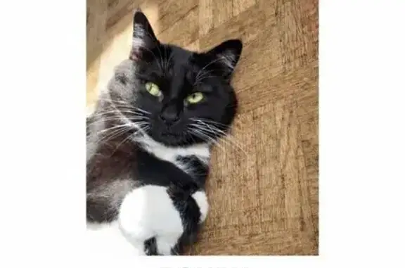 Animaux perdus Escaudain, photo: Perdu Chat homme, Rue Jean Mermoz, Douai - noir et blanc, peureux