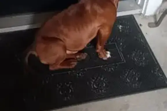 Found pets Fort Worth, photo: Found male dog, Statler Court, Fort Worth