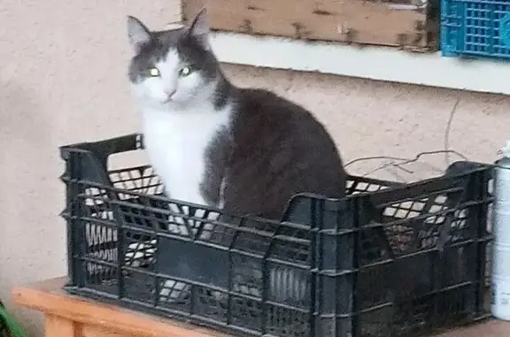Chat perdu, Cabrières, Occitanie - Triangle, femelle stérilisée - photo