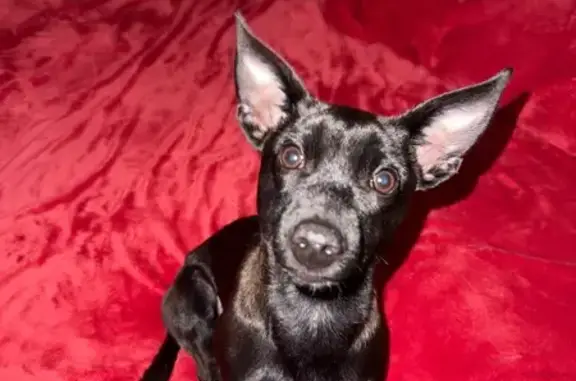 Lost male dog, West Tangerine...