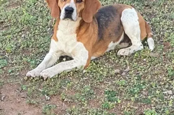 Lost and found pets Oklahoma City, photo: Found female dog, Oklahoma City - brown & white Beagle