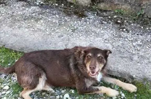 Perdido perro masculino, Calle Malpica, Mesegar de Tajo, Talavera de la Reina - photo