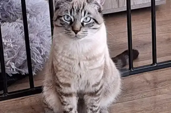 Perdu Chat homme câlin, Rue du Chatelard, Gap - photo