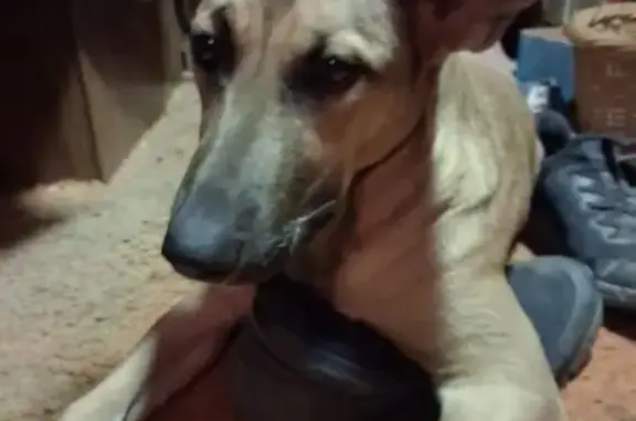 Lost female dog, I-10 Service...