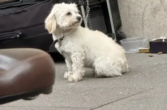 Chien trouvé Paris, photo: Trouvé Chien, Femme, Avenue Kléber, Paris - bichon avec tâches