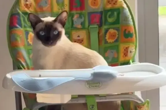 Missing cat Sorell, photo: Missing cat Male, Sorell (al495909)