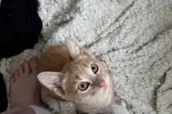 Missing cat Female, Beachmere (al495908) - photo