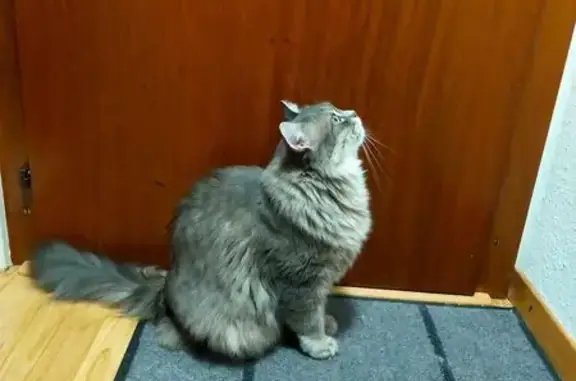 Animaux trouvés Chens-sur-Léman, photo: Perdu chat mâle, Rue du Château, Chens-sur-Léman - angora gris de 7kg