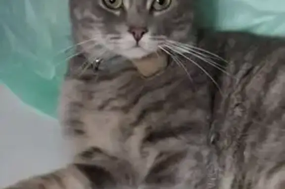 Perdido gato masculino, Calle Villa del Castaño, 81, Hermosillo - collar azul con peluchito - photo