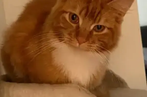 Lost male cat, Barwon Street, Merri-Bek City - orange with medium-long fur - photo