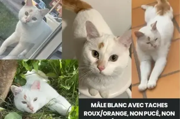 Chat perdu, Clos de la Bleuse Tartine, Mouscron - blanc et roux - photo