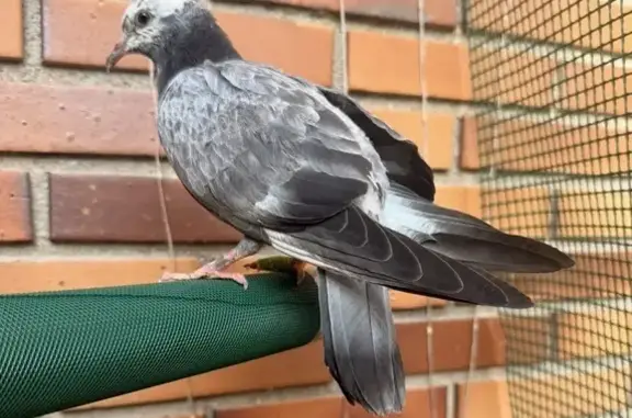 Búsqueda de mascotas, foto: Perdido ave, Calle de Eraso, 69, Madrid - cabeza blanca con pecas