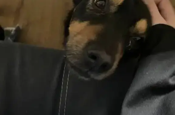 Собаки потеряшки, Житомир, фото: Зник собака, провулок Орлова, Житомир - чорний з рижими елементами