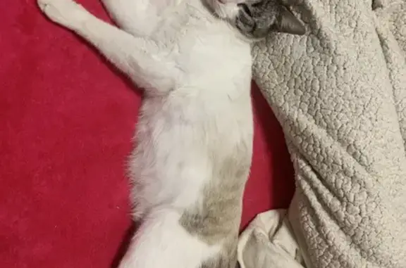 Gato perdido Macho, Madrid (sl495509) - photo