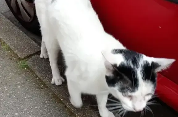 Chat trouvé Le Mans, photo: Trouvé chat homme, Rue du 4 Septembre, Le Mans - blanc et noir