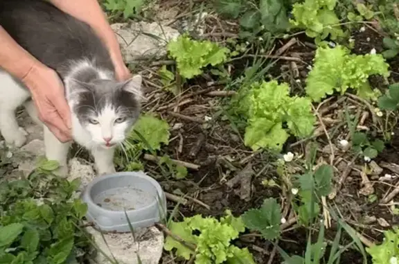Animaux trouvés Clermont-Ferrand, photo: Trouvé chat mâle, Rue du Cheval, 14, Clermont-Ferrand - jeune docile