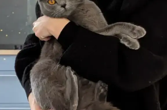 Animaux perdus Paris, photo: Perdu Chat femelle, Rue des Jonquilles, 765, Saran, Paris - grise et câline