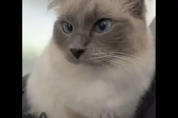 Lost female cat, Saratoga Avenue, Adelaide - blue mitted ragdoll - photo