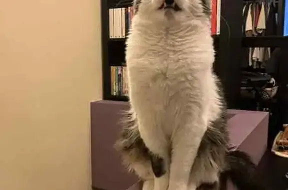 Loveable but curious and inobedient cat, lost around Weenect's office