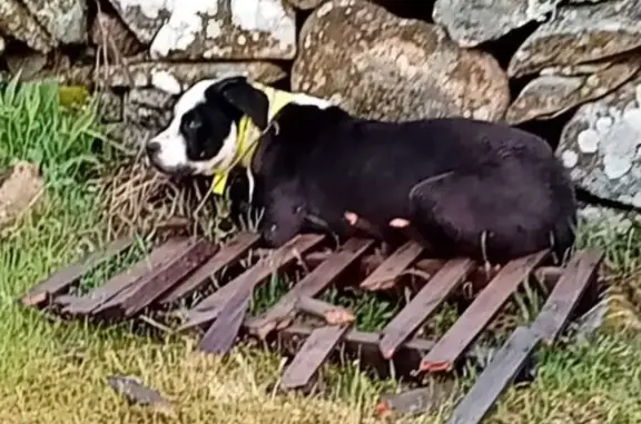 Perdido perro masculino, Hinojosa de San Vicente, Talavera de la Reina - collar amarillo - photo