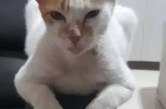 Gato desaparecido Macho (brl002632) - photo