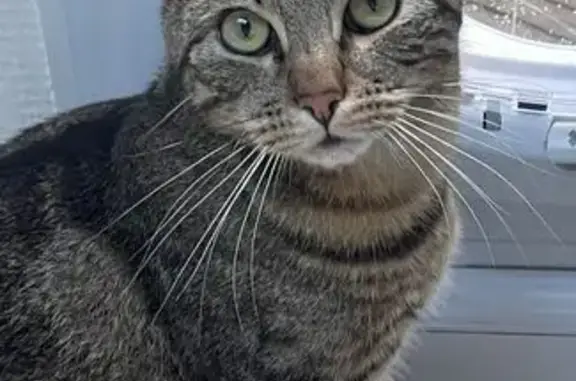 Chat perdu, Rue Monte au Ciel, Nantes - jeune mâle gris/fauve - photo
