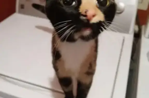 Missing cat Female, Surfside Beach (usl534908) - photo